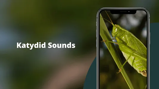 Katydid Sounds screenshot 0