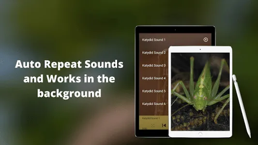 Katydid Sounds screenshot 4