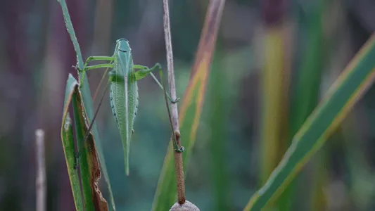 Katydid Sounds screenshot 5