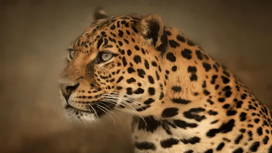 Leopard Sounds screenshot 8
