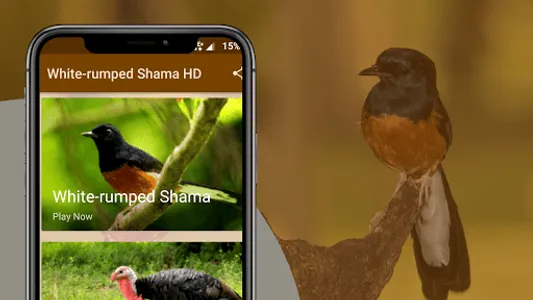 White-rumped Shama Sounds screenshot 0