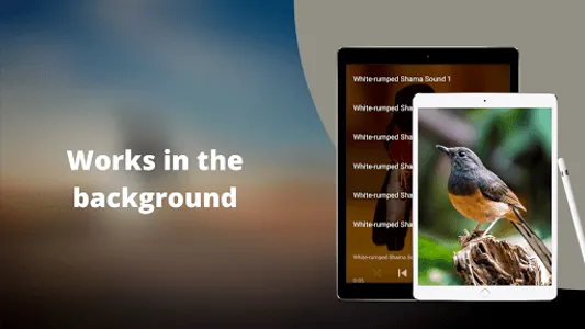 White-rumped Shama Sounds screenshot 2