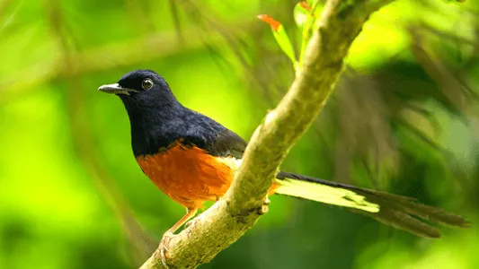White-rumped Shama Sounds screenshot 3