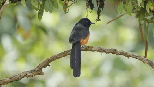 White-rumped Shama Sounds screenshot 5