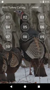 Wild Turkey Calling Sounds screenshot 0