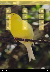 Canary Bird sounds screenshot 4