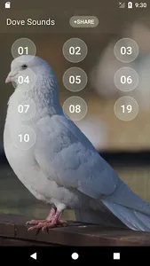 Dove soundboard screenshot 1