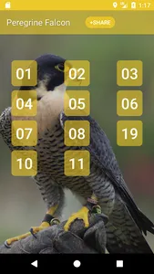 Peregrine Falcon sounds screenshot 0