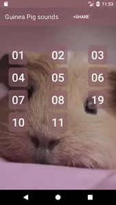 Guinea Pig sounds screenshot 0