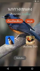 White-rumped shama screenshot 0