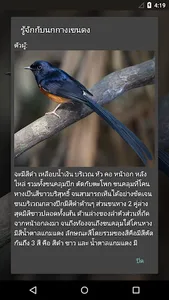 White-rumped shama screenshot 2