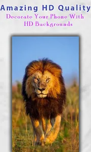 Lion Wallpaper HD screenshot 4