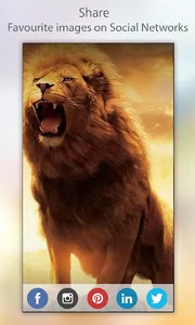 Lion Wallpaper HD screenshot 5