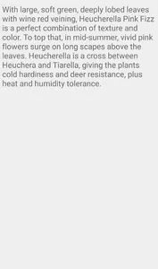 Heucherella Pink Fizz screenshot 4