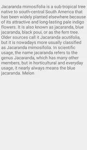 Jacarandas Trees screenshot 5