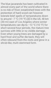 Jacarandas Trees screenshot 6
