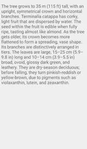 Madagascar Almond Tree screenshot 2
