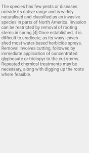Vinca minor Flower screenshot 5