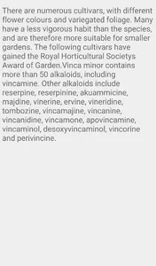 Vinca minor Flower screenshot 6