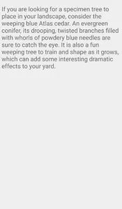 Weeping Blue Cedars screenshot 1