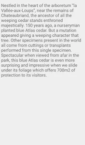 Weeping Blue Cedars screenshot 3