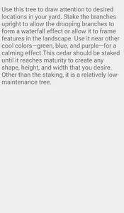 Weeping Blue Cedars screenshot 5