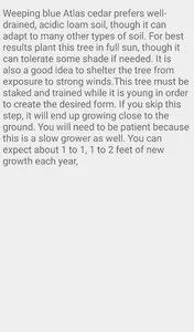 Weeping Blue Cedars screenshot 6