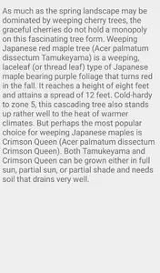 Weeping Cherry Trees screenshot 4