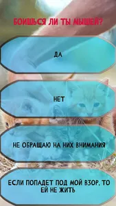 Какой ты котик screenshot 0
