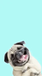 Animal Wallpaper 4K Ultra HD - screenshot 2