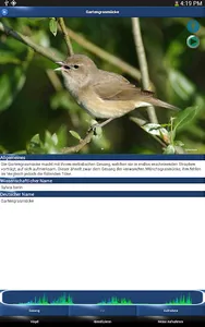 Vogelstimmen Id - Ruf + Gesang screenshot 11