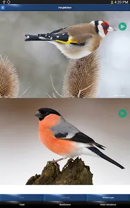 Vogelstimmen Id - Ruf + Gesang screenshot 13