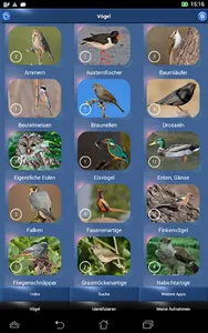 Vogelstimmen Id - Ruf + Gesang screenshot 7