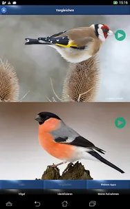 Vogelstimmen Id - Ruf + Gesang screenshot 8