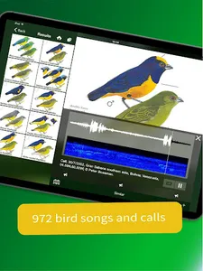 All Birds Guianas, Suriname, G screenshot 11