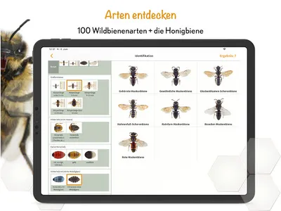 Wildbienen Id BienABest screenshot 10