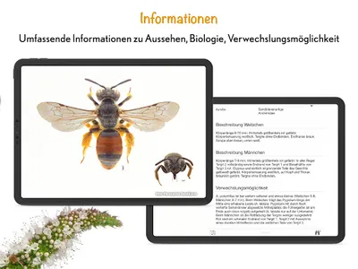 Wildbienen Id BienABest screenshot 20