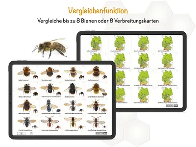 Wildbienen Id BienABest screenshot 22