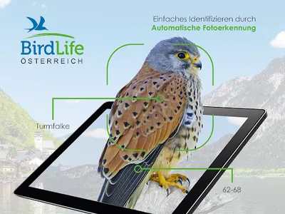 Vögel in Österreich screenshot 8