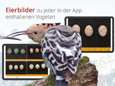 Vogelführer Birdlife Schweiz screenshot 22