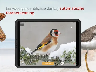 Vogels van Nederland en België screenshot 10