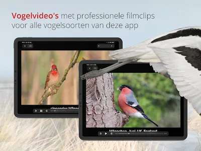 Vogels van Nederland en België screenshot 13