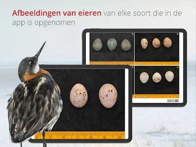 Vogels van Nederland en België screenshot 15