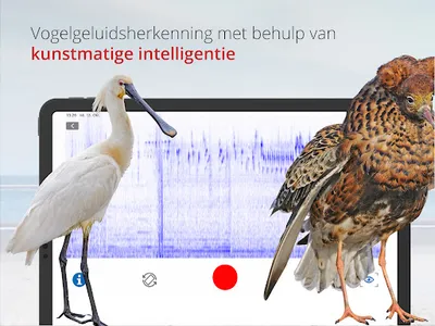 Vogels van Nederland en België screenshot 17