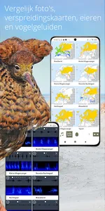 Vogels van Nederland en België screenshot 6