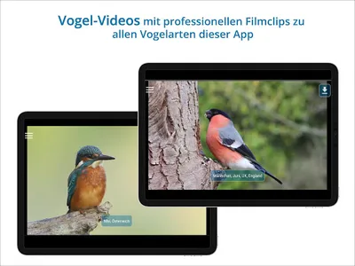 NABU Vogelwelt Vögel Bestimmen screenshot 20