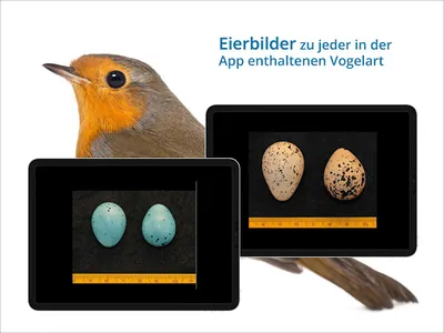 NABU Vogelwelt Vögel Bestimmen screenshot 23