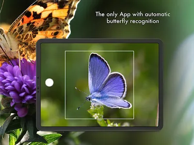 Schmetterling Id - Tagfalter screenshot 13