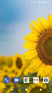 Sunflower Live Wallpapers HD screenshot 3