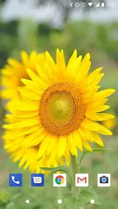Sunflower Live Wallpapers HD screenshot 7